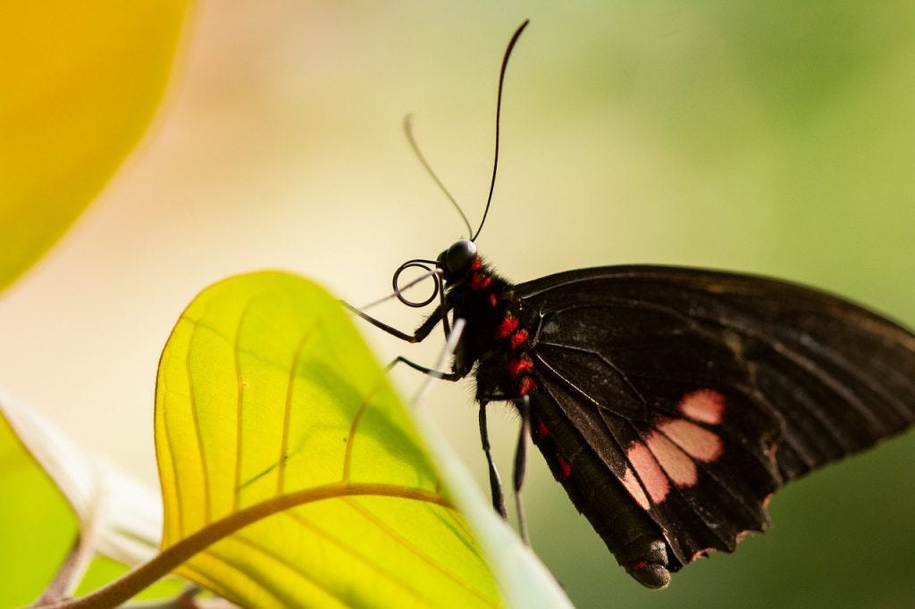 ▷ Borboleta Preta Significado Espiritual – Você Precisa Saber Disso! -