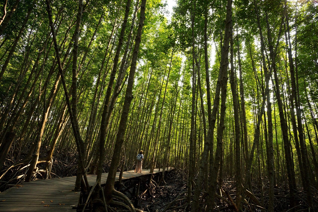 Free Mangrove Environment photo and picture