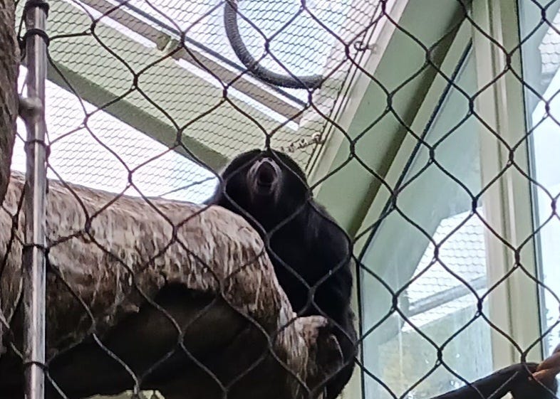 Black howler monkey perched on a tree branch, his mouth shaped in an “O” as he howls along.