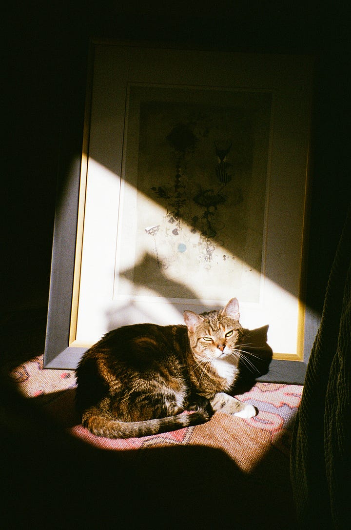 Gorgeous brown tabby cat. She's laying in front of a sun-lit, framed Japanese Print that takes up all of the background. She is napping. Then awake.