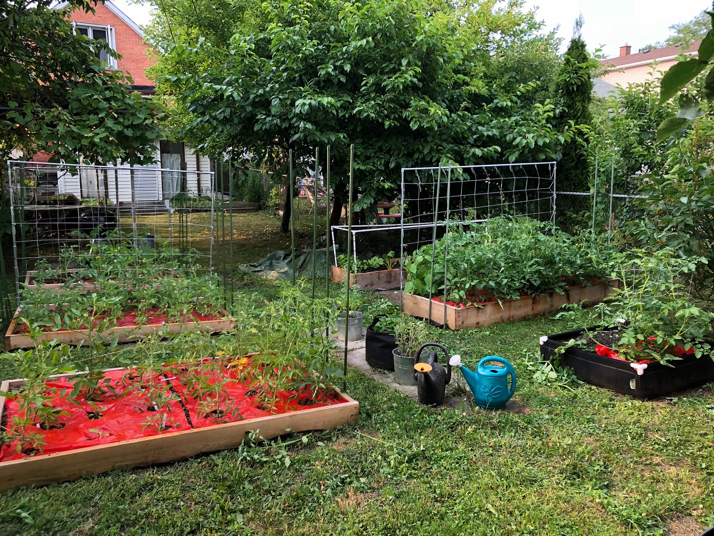 Six container garden boxes where the smaller garden used to be