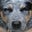 greydogg's avatar