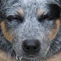 greydogg's avatar