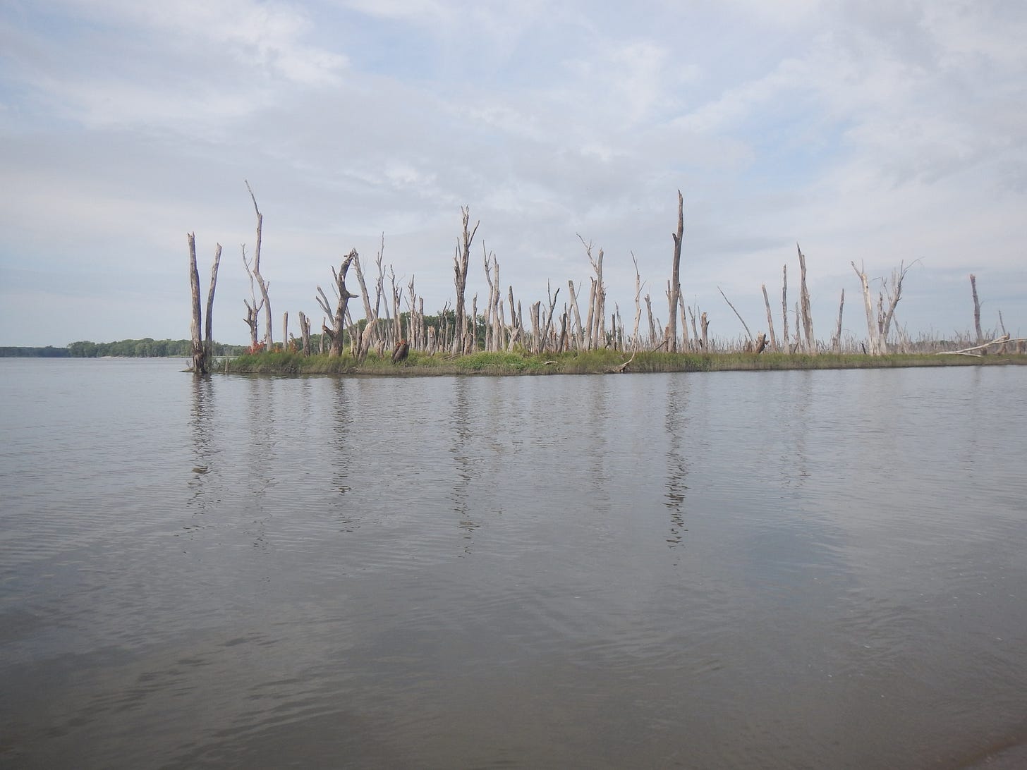Trees might be dead, but the river sure wasn't 