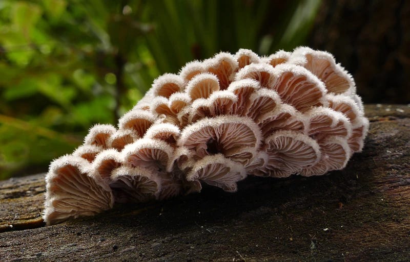Multiple cream-coloured mushrooms covered in a velvety fluff, packed together in undulating waves that arise from a dead tree trunk.