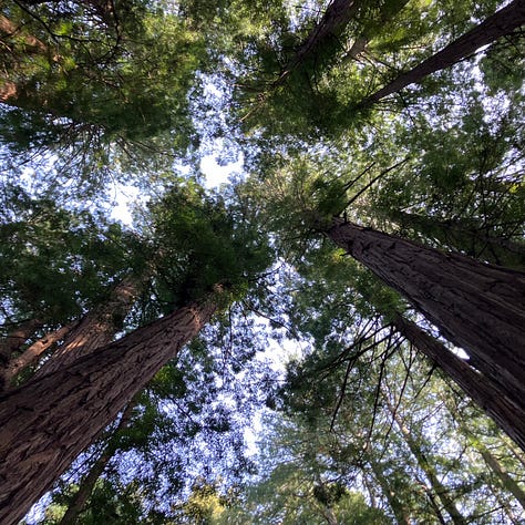 Trees, forests, and man wearing Sierra Club jacket, hat, and glasses