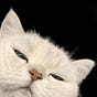salmas's avatar