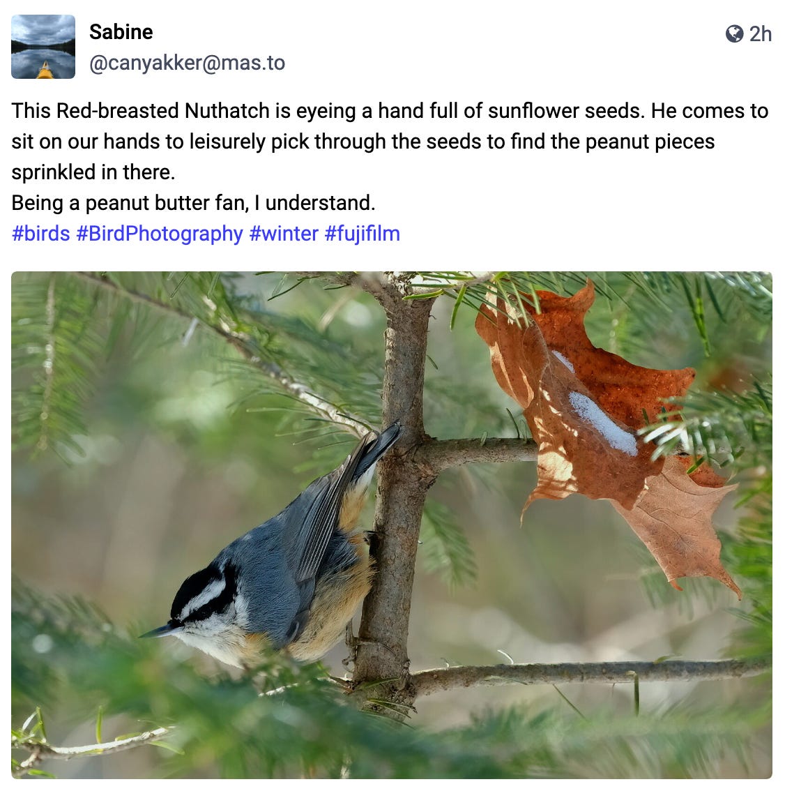 Why do birds suddenly appear?