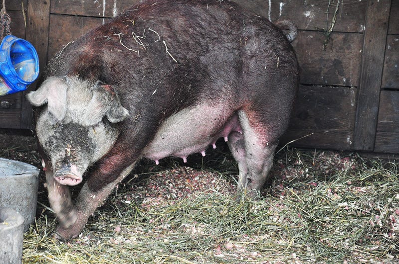 hereford gilt