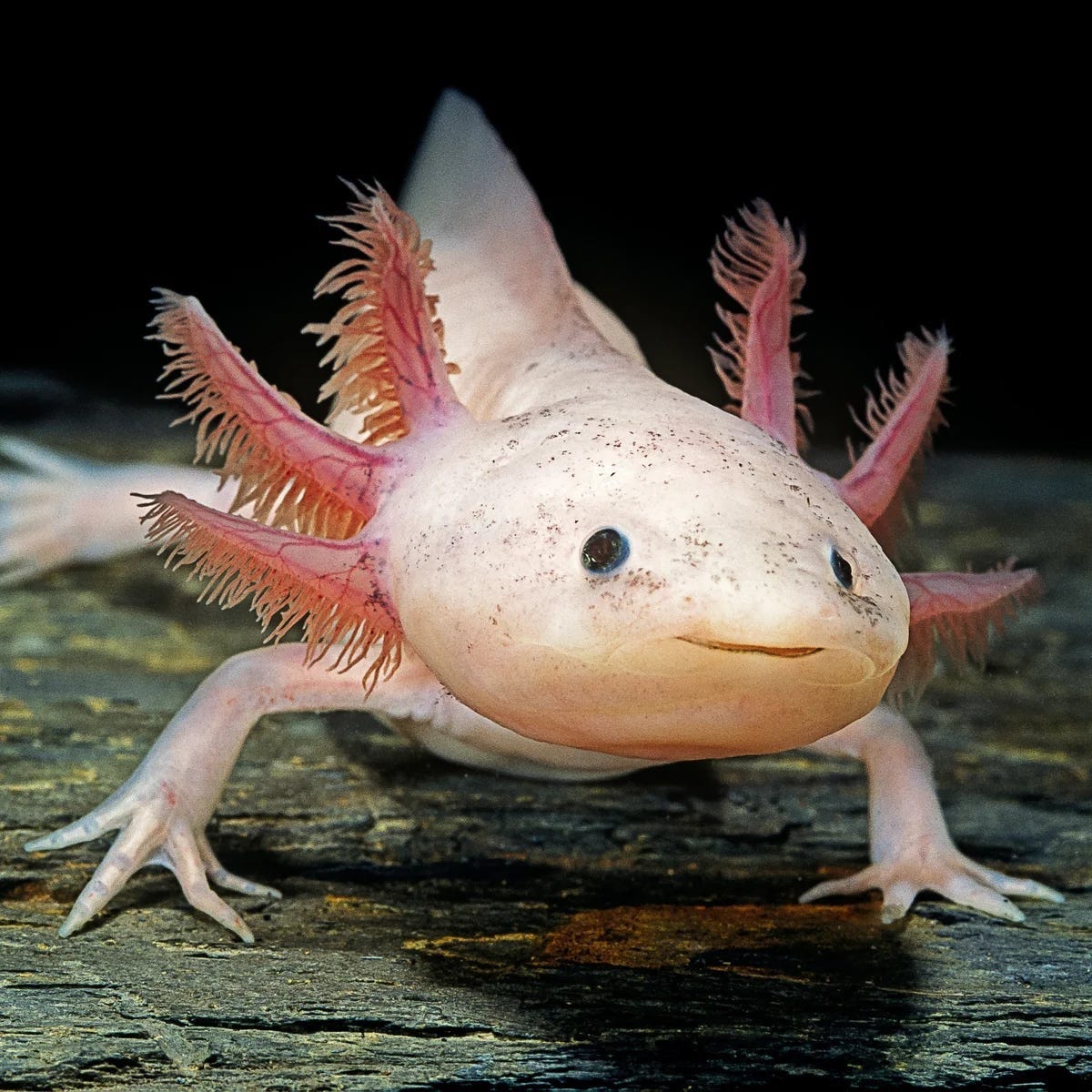 A pale pink axolotl faces the camera, its feathery external gills fanning out around its head. A pale pink axolotl faces the camera, its feathery external gills fanning out around its head.