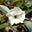 Saint Helena Island Info's avatar