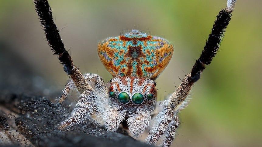 Insects and other invertebrates thought to go extinct at a rate of one to three species every week in Australia - ABC News Insects and other invertebrates thought to go extinct at a rate of one to three species every week in Australia - ABC News