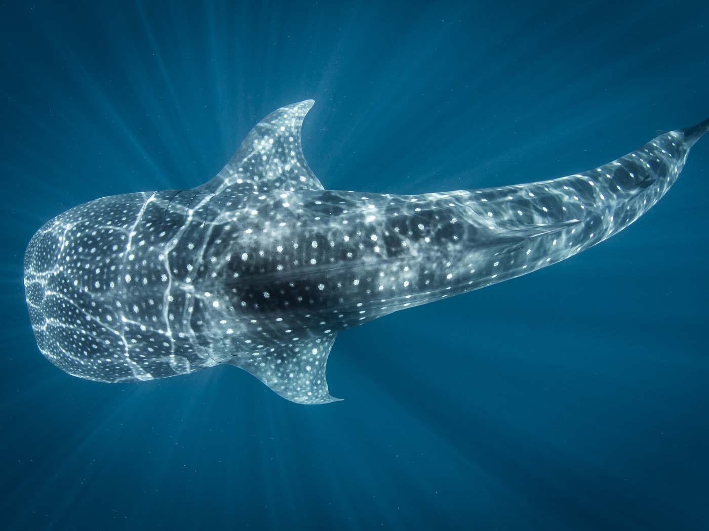 Whale Shark Photography Underwater Camera Settings Whale Shark Photography Underwater Camera Settings