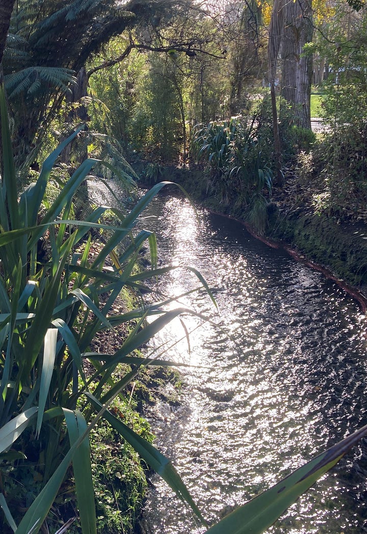 A slow-moving stream with native plants including Cordyline australis