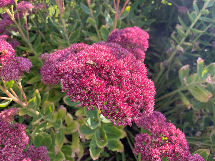 Autumn Flowers