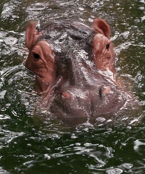 Le Ear Stroke GIF - Hippopotamus Hippo Ear - Discover & Share GIFs