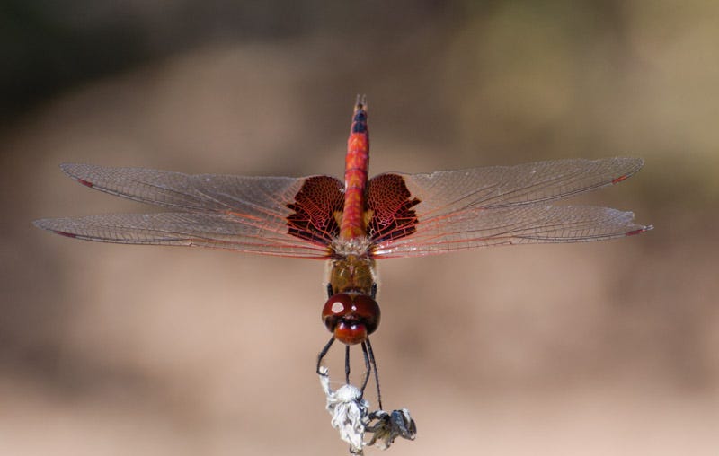 20150929_Sewailo-68.jpg 20150929_Sewailo-68.jpg