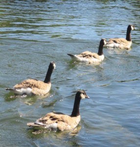 Canada Geese, mornings, Fair Oaks Bridge, Fair Oaks, American River
