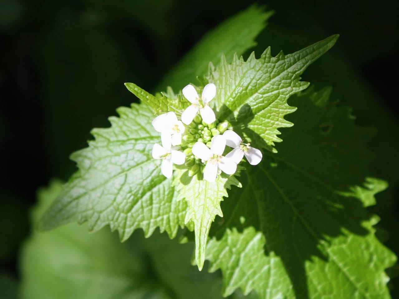 Nettle