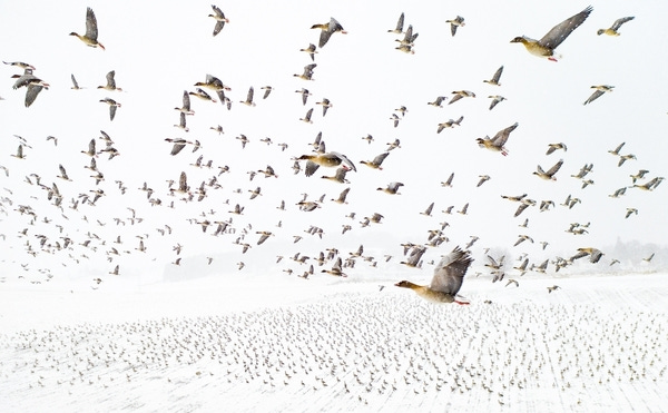 Pink-Footed Geese Meeting the Winter by Terje Kolaas. Photo of the year Pink-Footed Geese Meeting the Winter by Terje Kolaas. Photo of the year