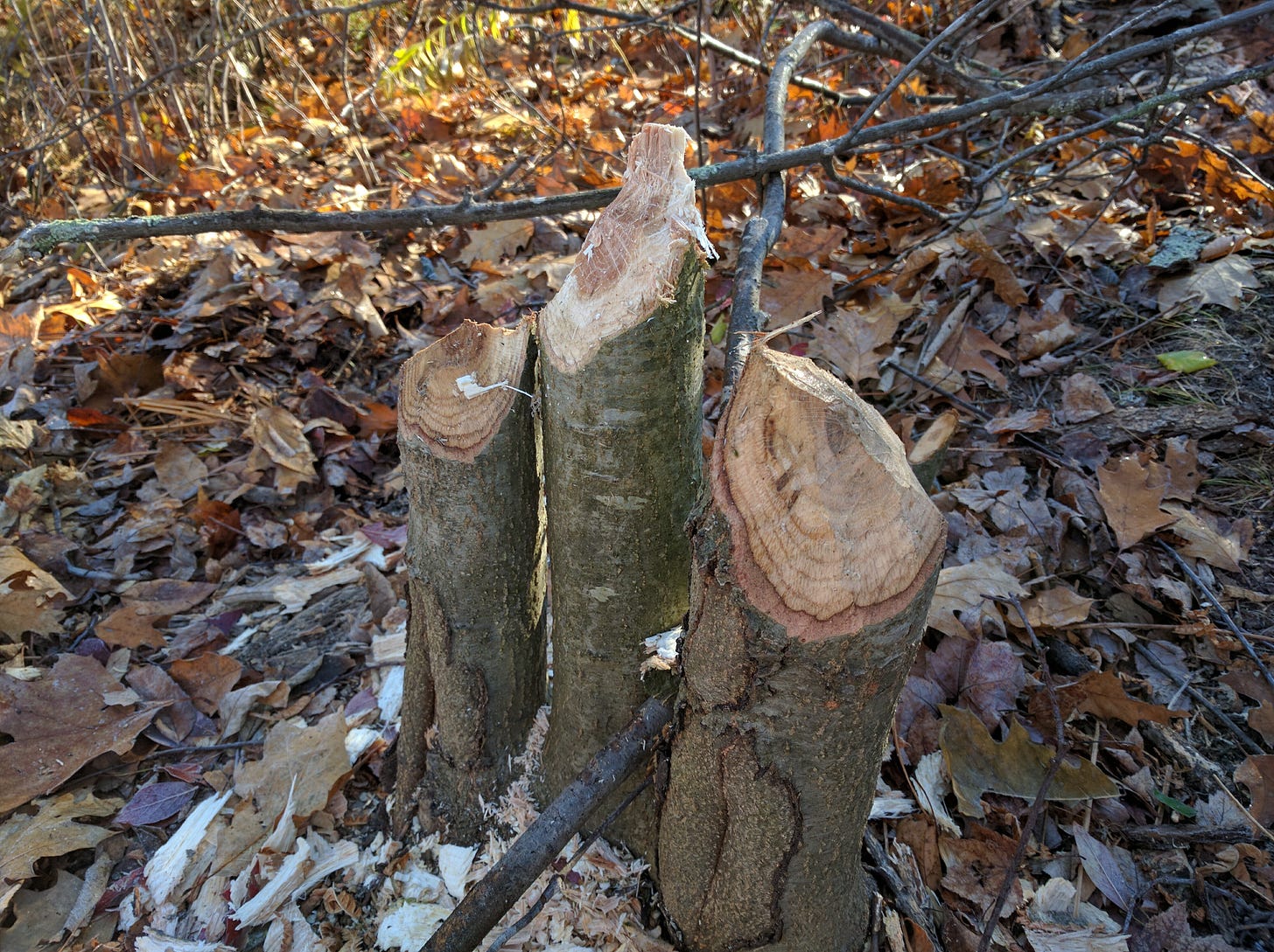 Beaver damage