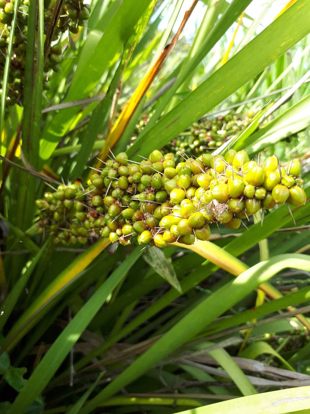 Lomandra [green seeds].jpg