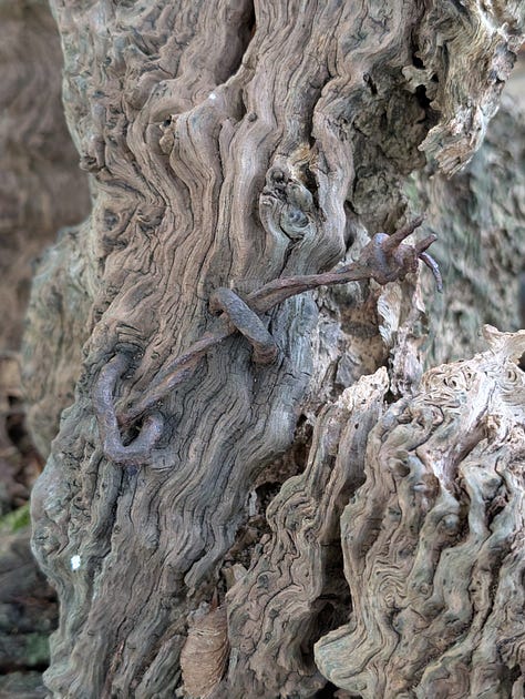 Images of gnarled wood, chains, a concrete vent pipe and trees in the forest