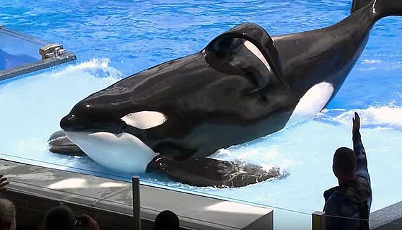 Victime de sa captivité, Tilikum, l'orque de Blackfish est morte -  Fondation 30 Millions d'Amis
