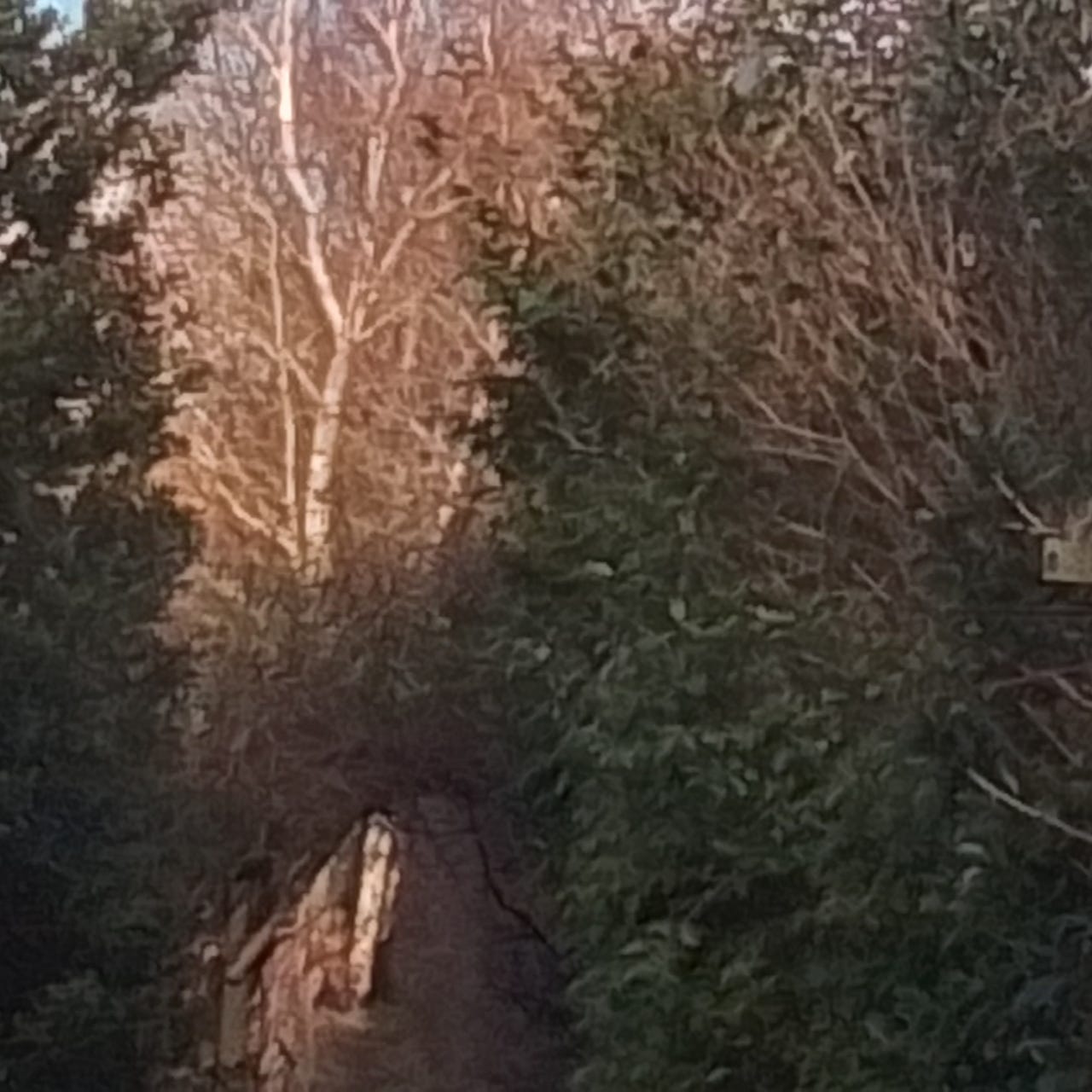 Under the Birch tree