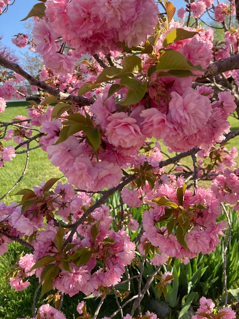 Six flowers, three orange, two purple and one red and yellow