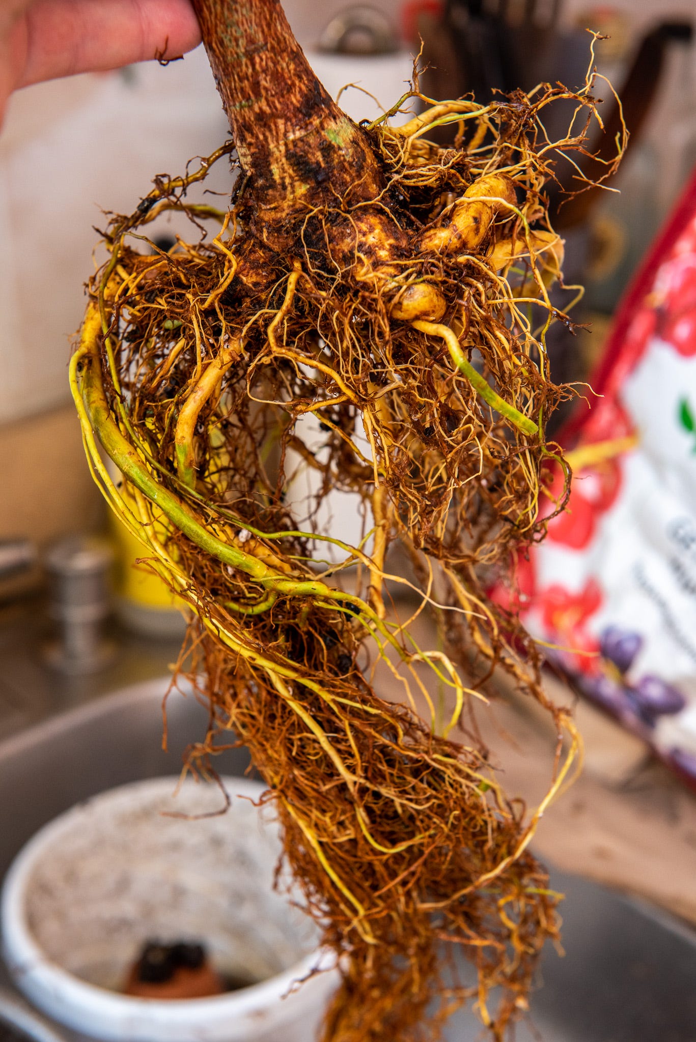 ID: Long untangled ficus roots