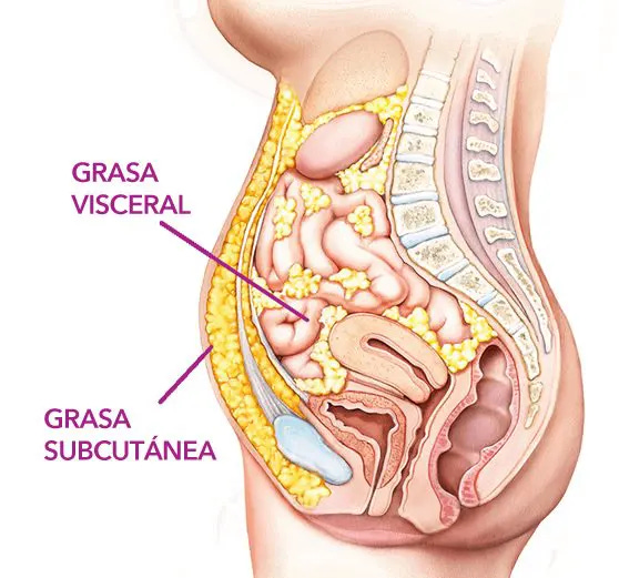 Sabes qué es la grasa visceral?