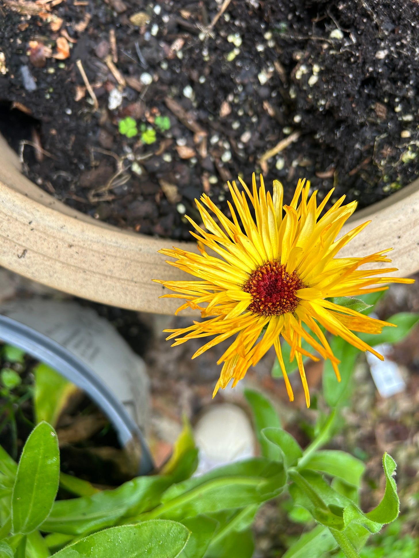 Calendula flower 