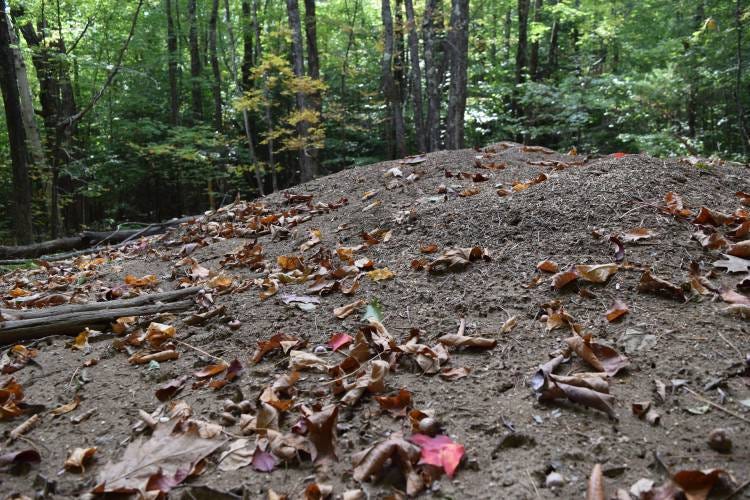 Antropolis discovered on floor of Temple Town Forest
