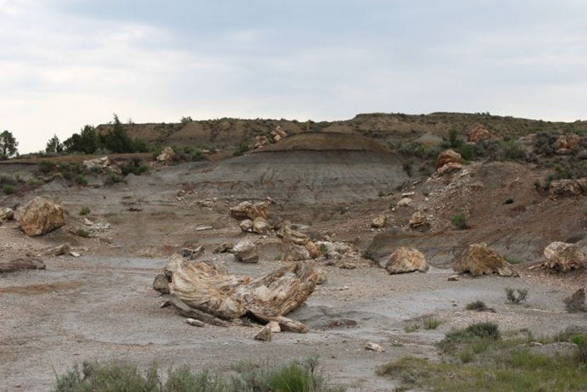 Petrified Forest, Theodore Roosevelt National Park