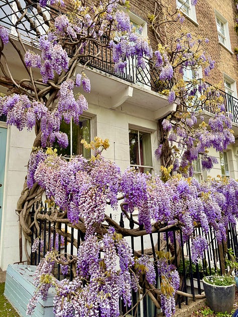 Wisteria in full bloom on buildings in London. Alicia, in her power wheelchair, drives in front of one image with wisteria behind her.