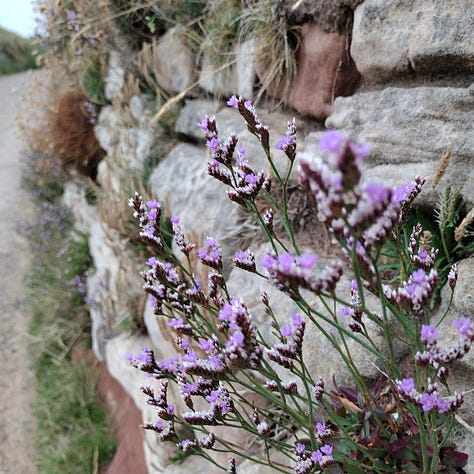 Paper lavender in bright shades of purple and green, next to the even more vivid colours of rock sea lavender growing out of a stone wall