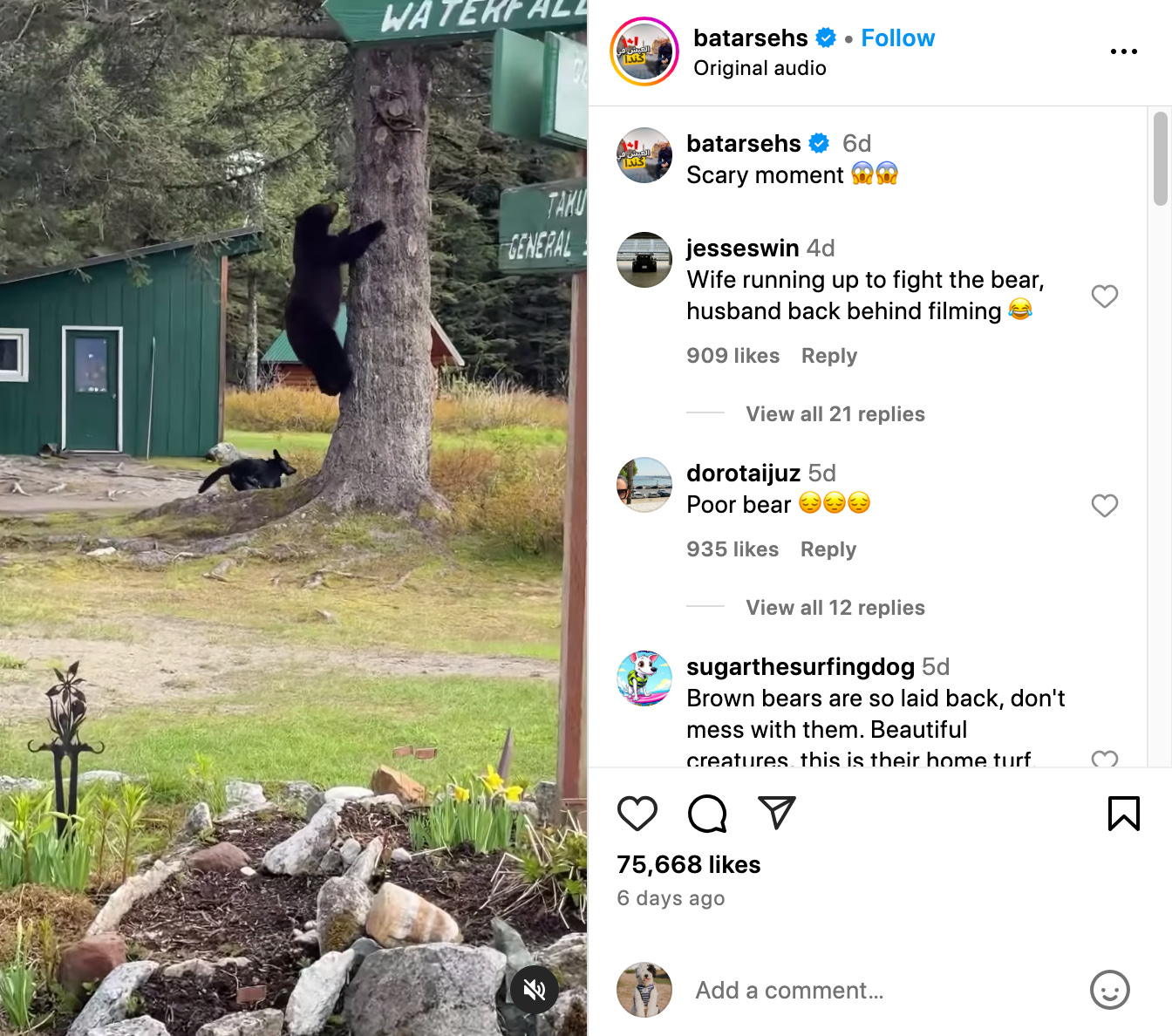 screenshot of reel from batarsehs of incident with bear and dog and camp site
