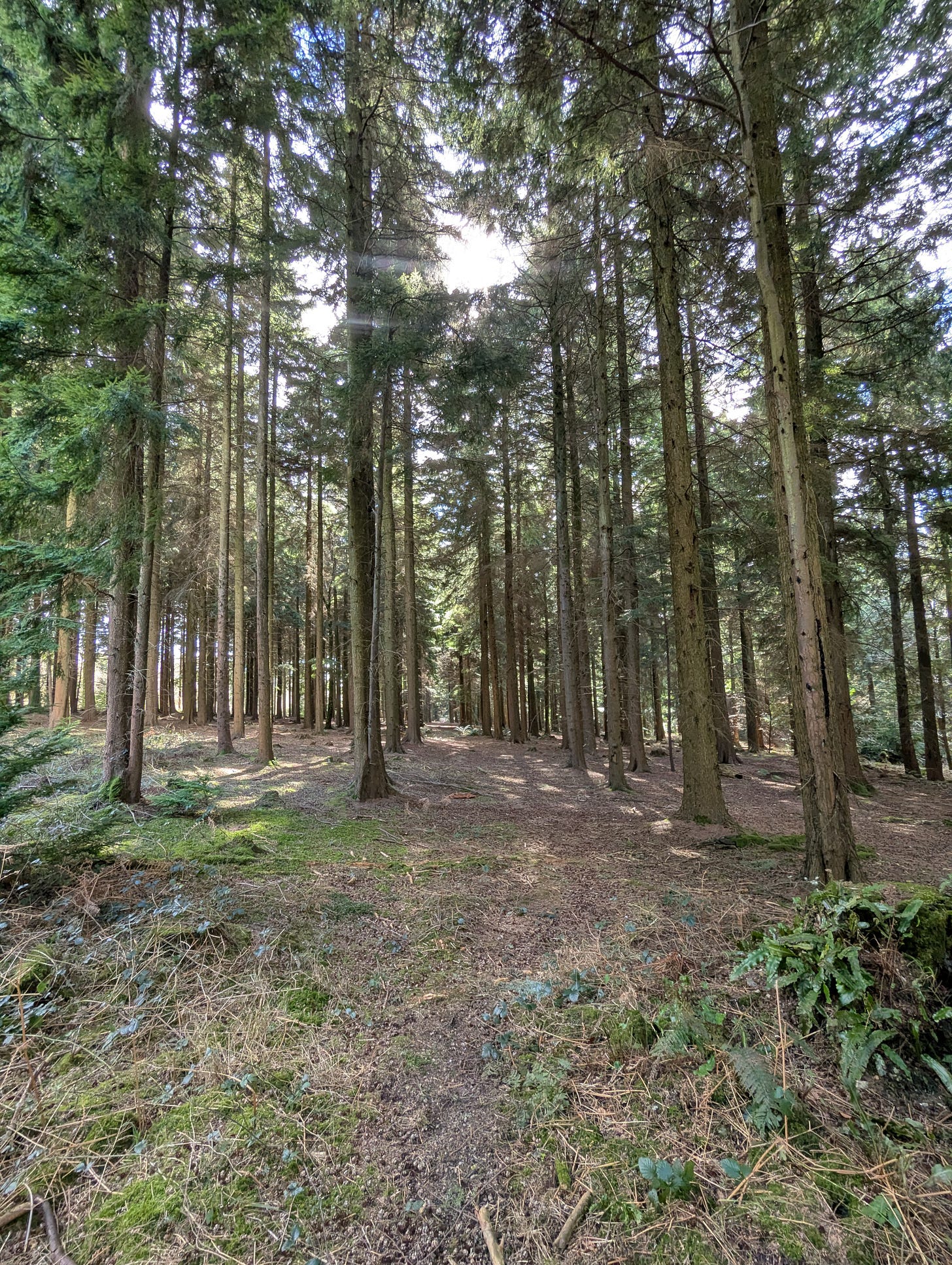 Woods in the Queen Elizabeth Country Park, with the sun shining between them.
