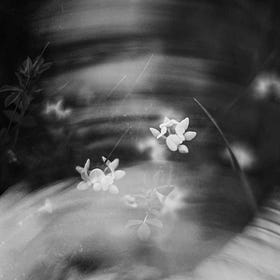 Finding Beauty After Loss 
