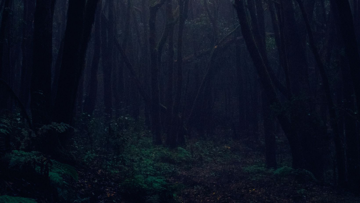 A dark forest with just a glimmer of light