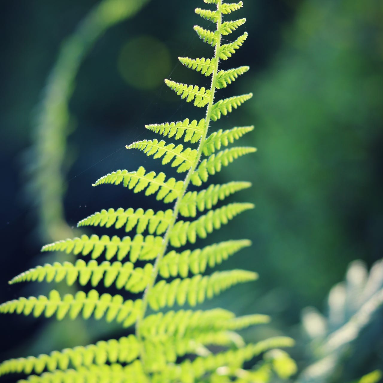 Ruminations From the Forest