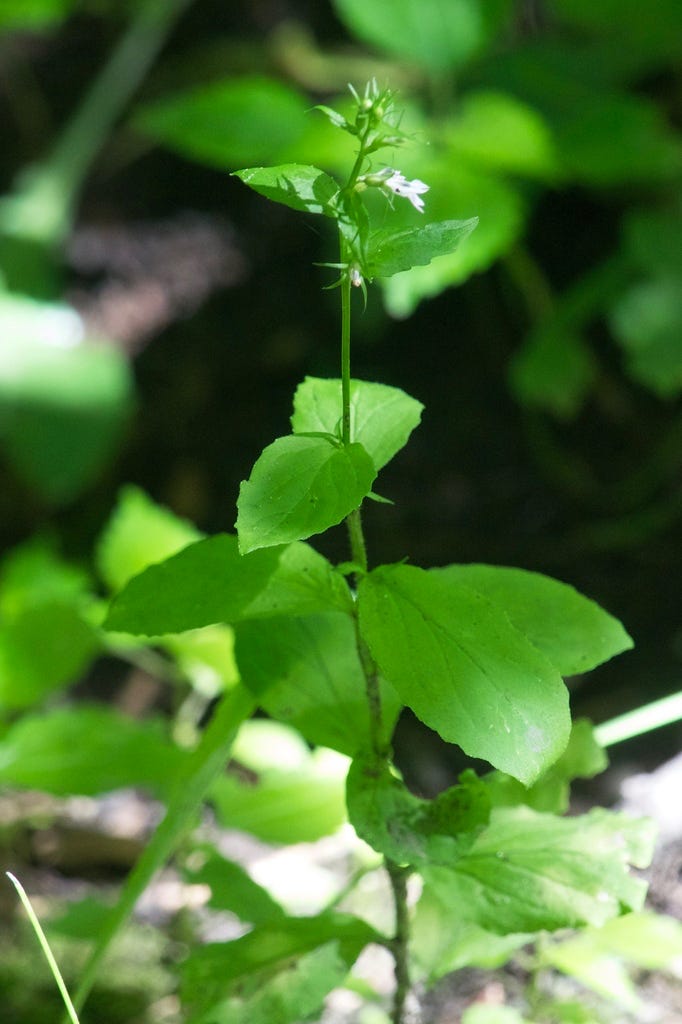 Indian tobacco (or) Pokeweed - Lobelia inflata Indian tobacco (or) Pokeweed - Lobelia inflata