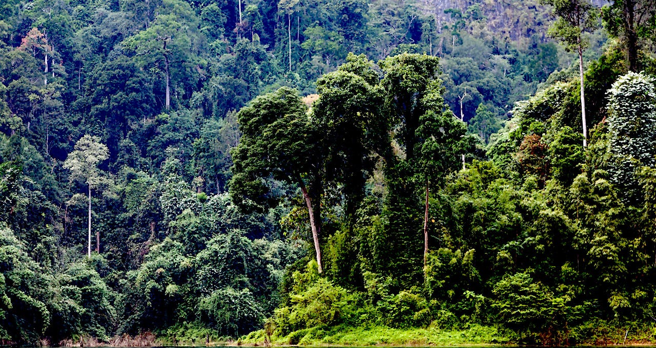 JUNGLE (noun) definition and synonyms | Macmillan Dictionary