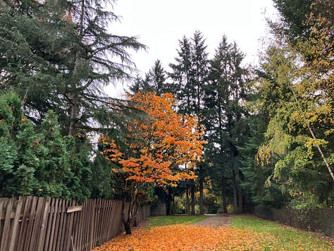 Images of Cedar Mills trail, waterfall, trees, and bridges