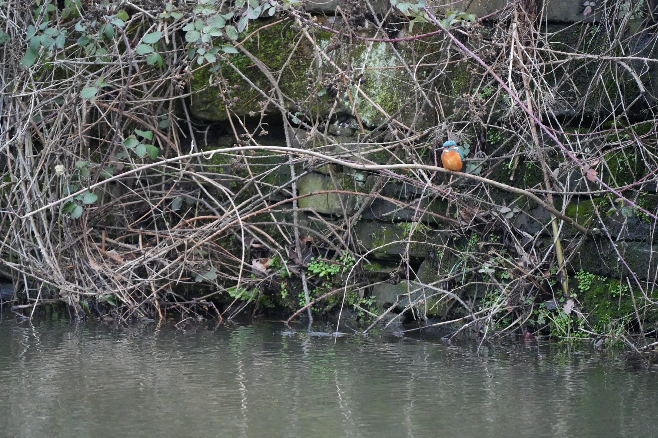 Kingfisher Alcedo Atthis Kingfisher Alcedo Atthis