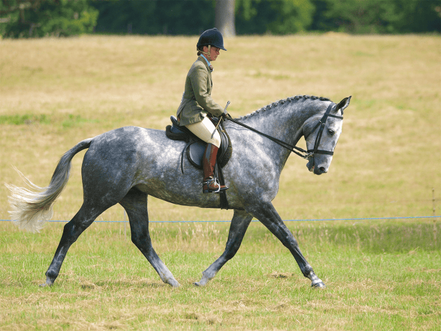 horse and rider horse and rider