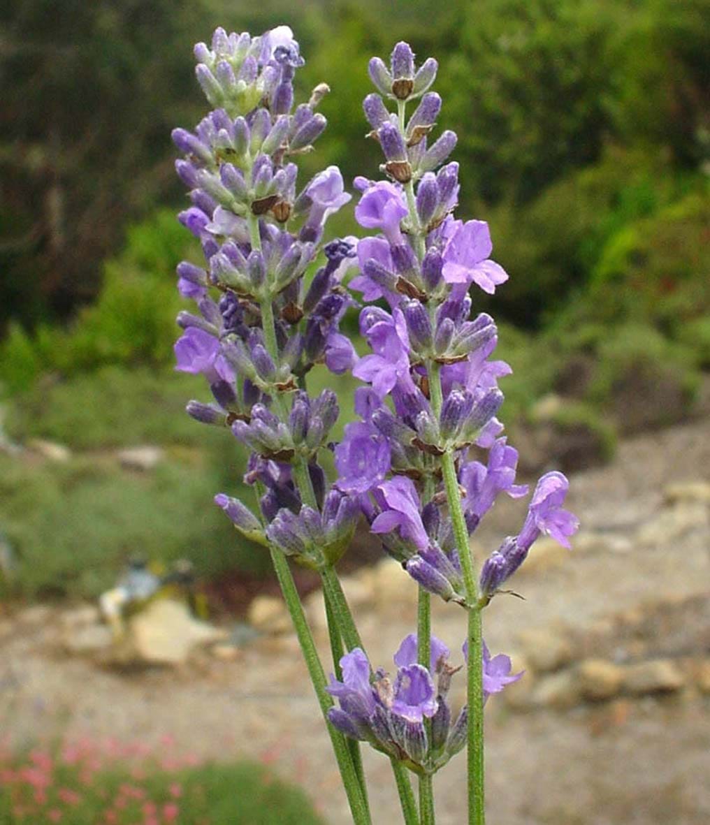 https://www.disdelightfulplants.com.au/static/uploads/images/lavandula-angustifolia-avice-hill2-wfzyvlrvktsx.jpg?mode=max&upscale=false&width=2200&height=2200