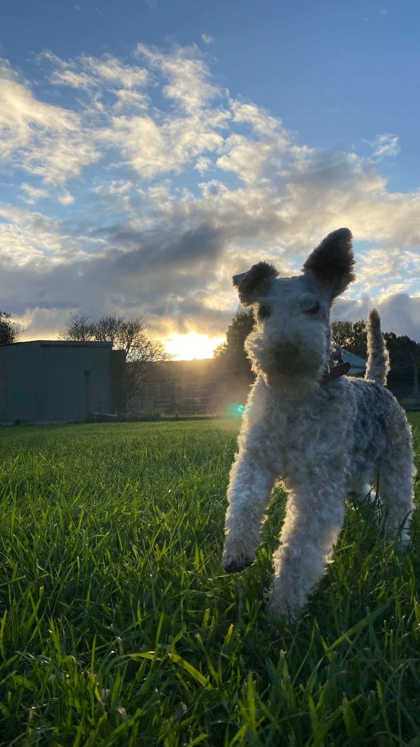 A slightly-blurry photo of Nutmeg running towards the camera. The grass is very green, the sky very blue, and the sun is right on the horizon.
