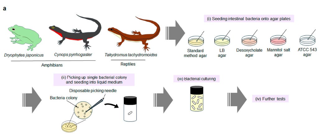 Pathogenic Priming Harnessed Against Cancer!? How a Tree Frog&rsquo;s Gut Bacterium May Transform ImmunoOncology